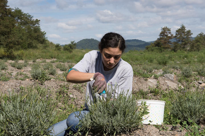 Growing Opportunities & Reclaiming Appalachia's Coal Mine Land