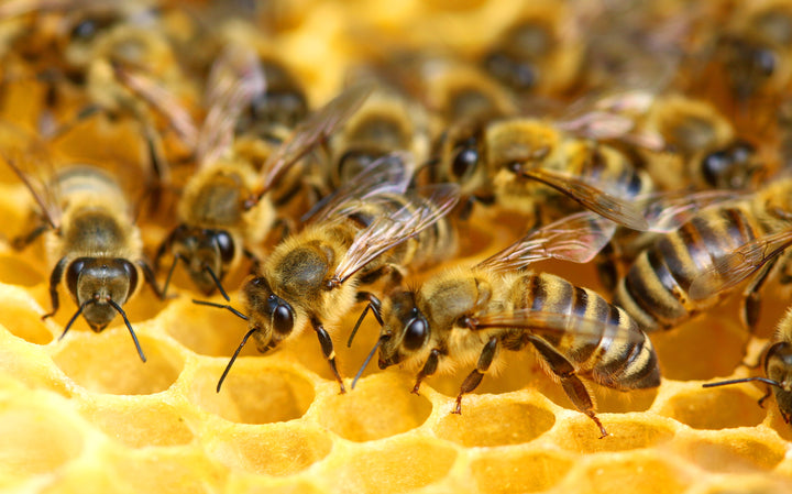 Protect Our Pollinators: National Honeybee Day