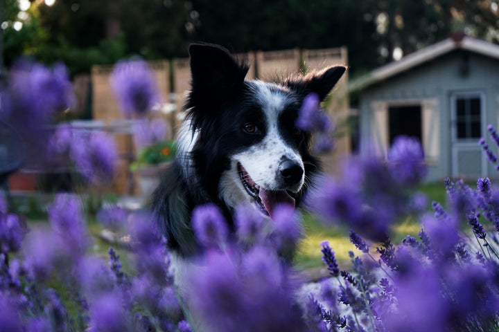 Can Lavender Help My Dog Chill Out?