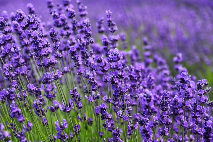 French Lavender vs. English Lavender: What's the Difference?