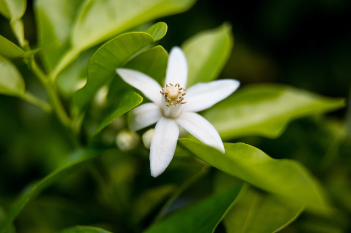 Neroli: Why It’s Good for Your Skin