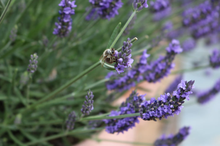 Growing Lavender - How & When to Get Started