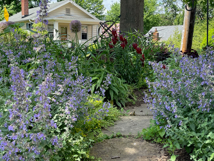 Lavender Garden by Doug