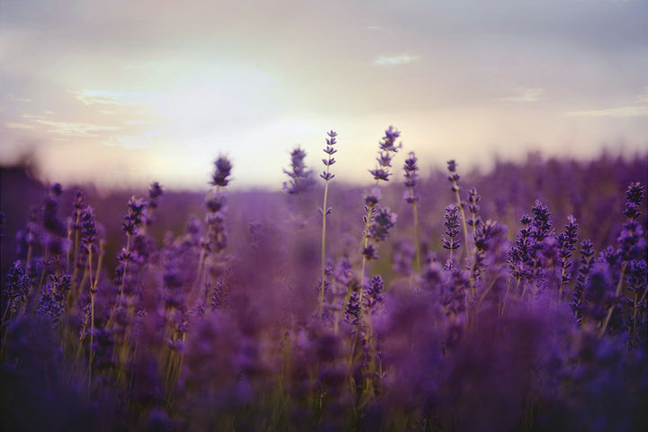 hazy lavender field
