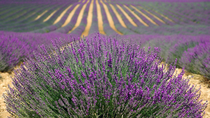 Think Global, Act Local: Forging Appalachia's Lavender Ecosystem